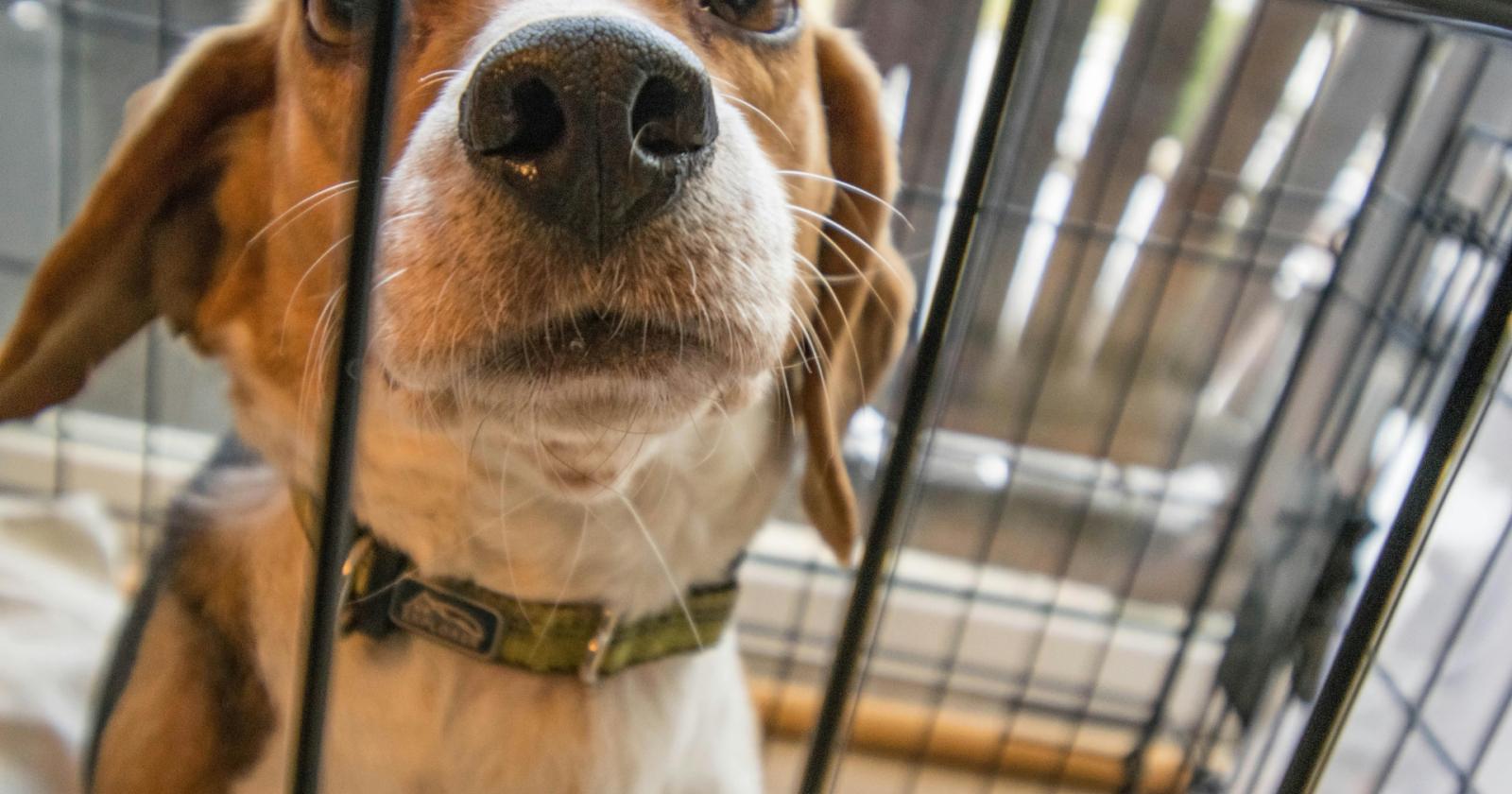 Fino a quattro anni per chi maltratta gli animali