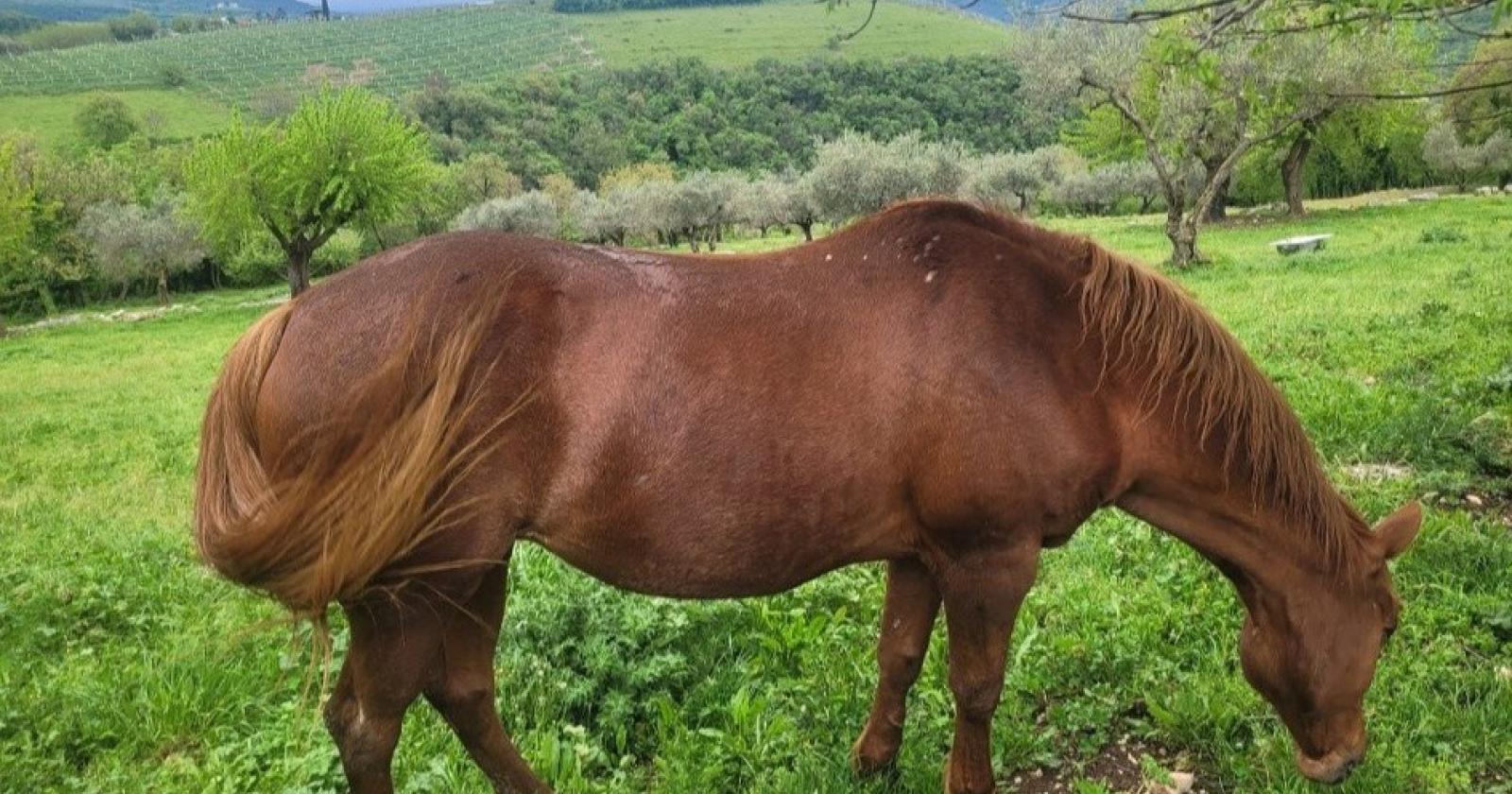 Il mistero di Gilda: la cavalla scomparsa che unisce una comunità