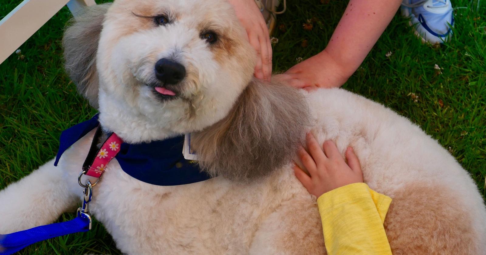 pet therapy e inglese: l'esame innovativo della scuola Cavanis di Possagno