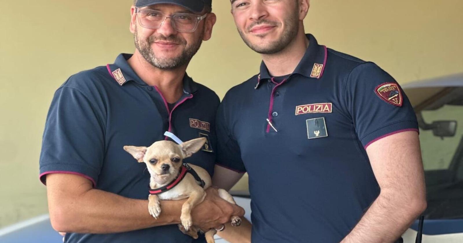 Un chihuahua scomparso e ritrovato: la storia di Lillo e il lieto fine a Verona