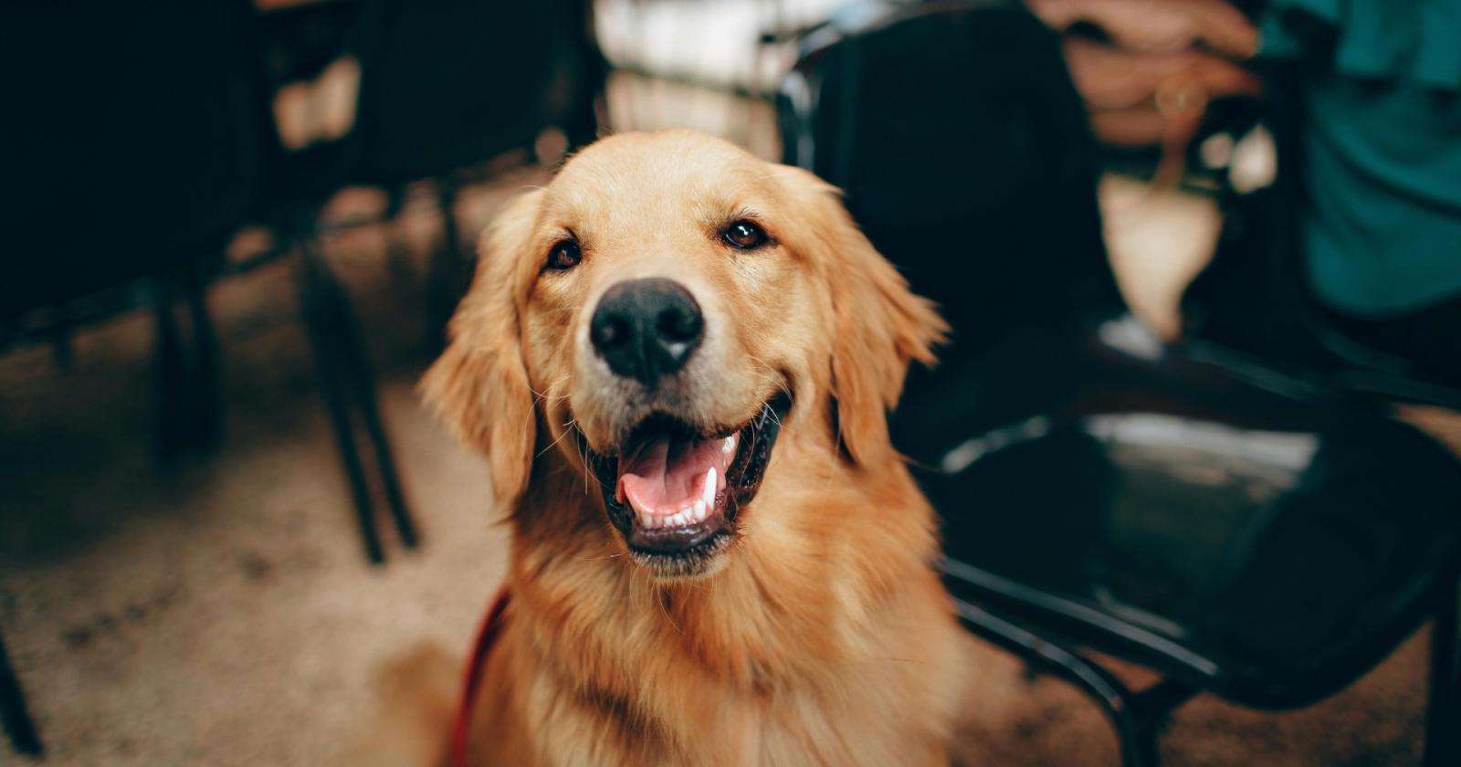 Più anni con il nostro amico a quattro zampe?