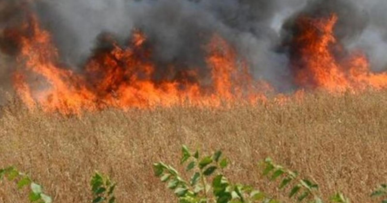 Troppo caldo, a fuoco duemila metri quadrati di campagna