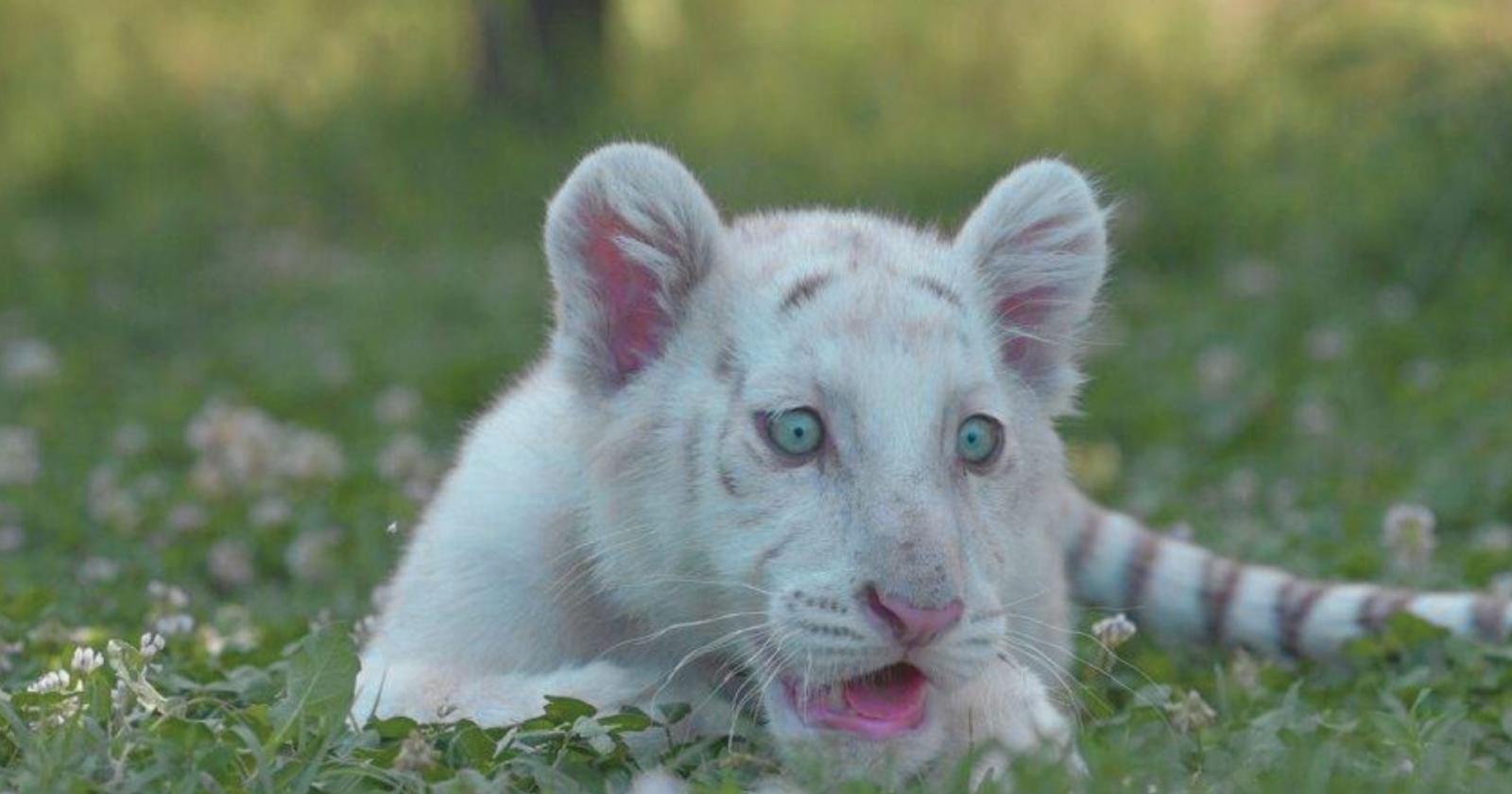 Sitarra, la prima tigre bianca femmina d'Italia: un simbolo di speranza e conservazione