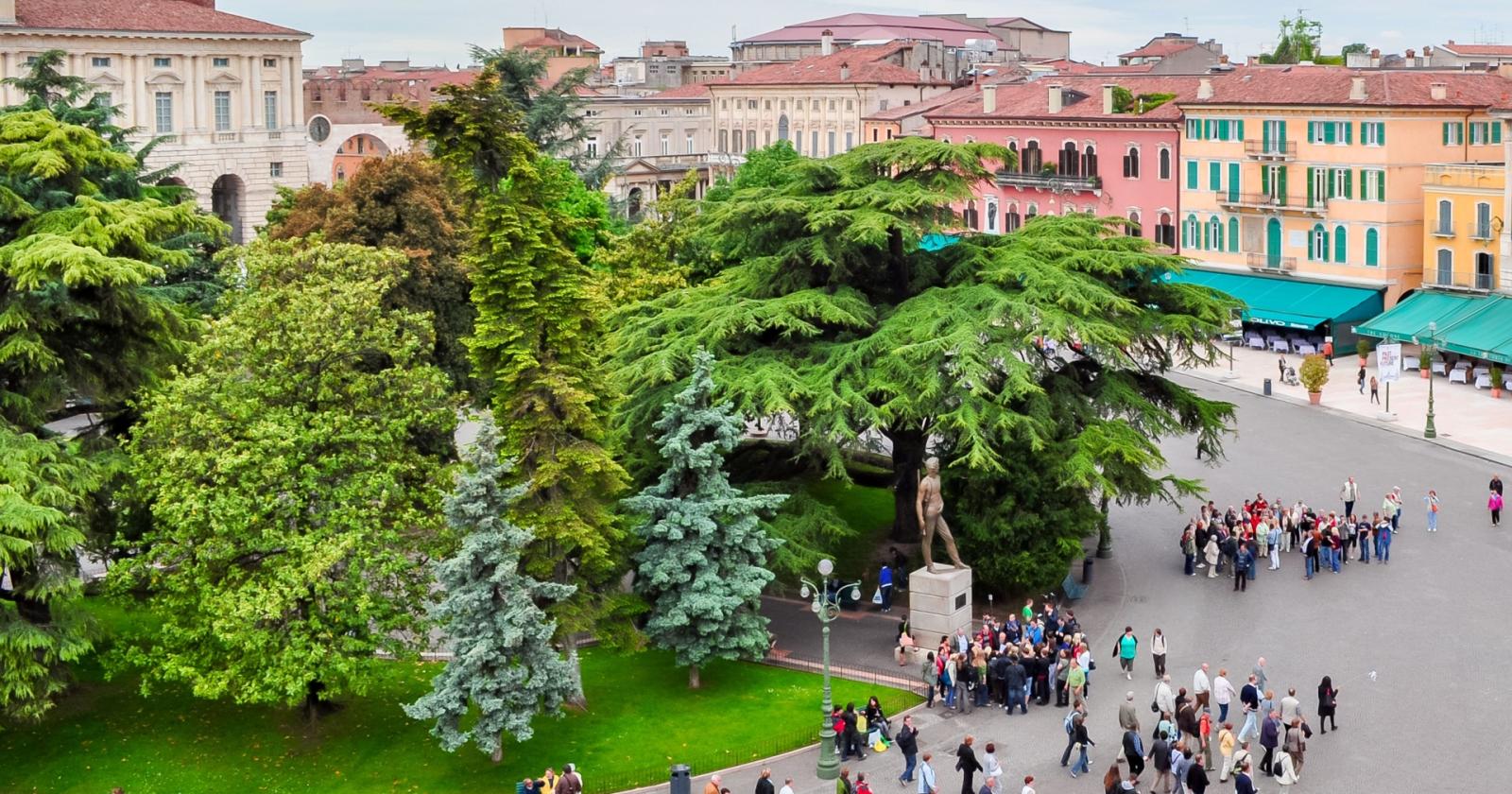 Il destino del cedro secolare di piazza Bra: un salto nel tempo tra storia e natura