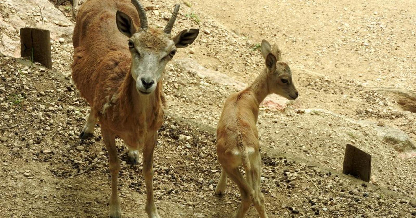 Due nuovi urial al Parco Natura Viva: un segnale di speranza per una specie a rischio