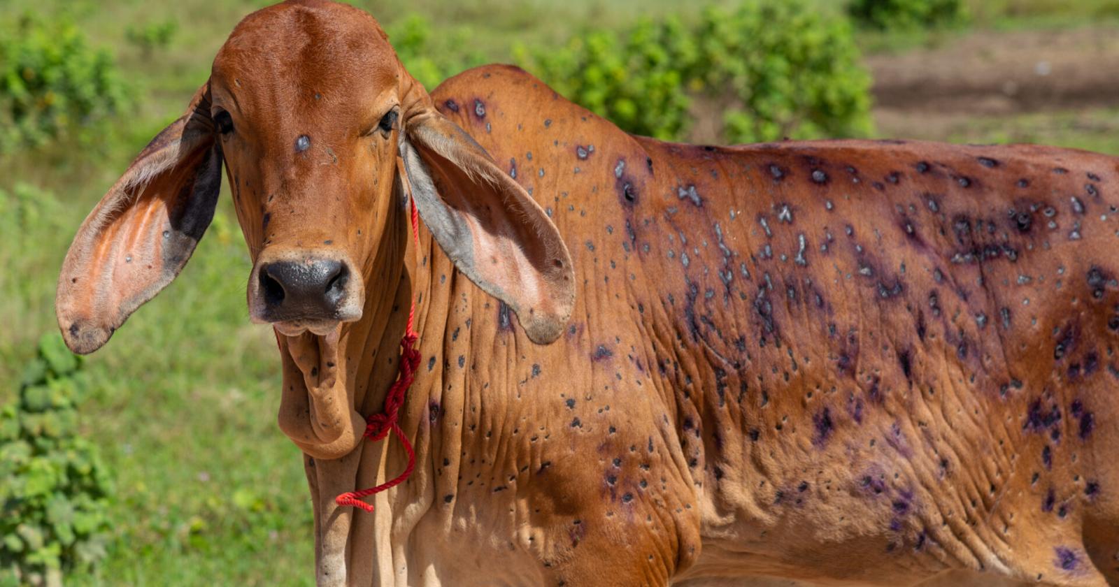 Allerta dermatite nodulare bovina: il Veneto corre ai ripari tra restrizioni e vaccini