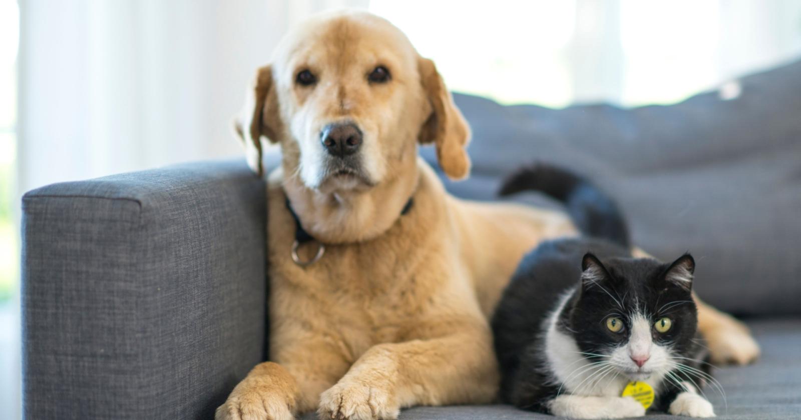 Permesso retribuito per la perdita di animali domestici: una proposta che unisce il Parlamento