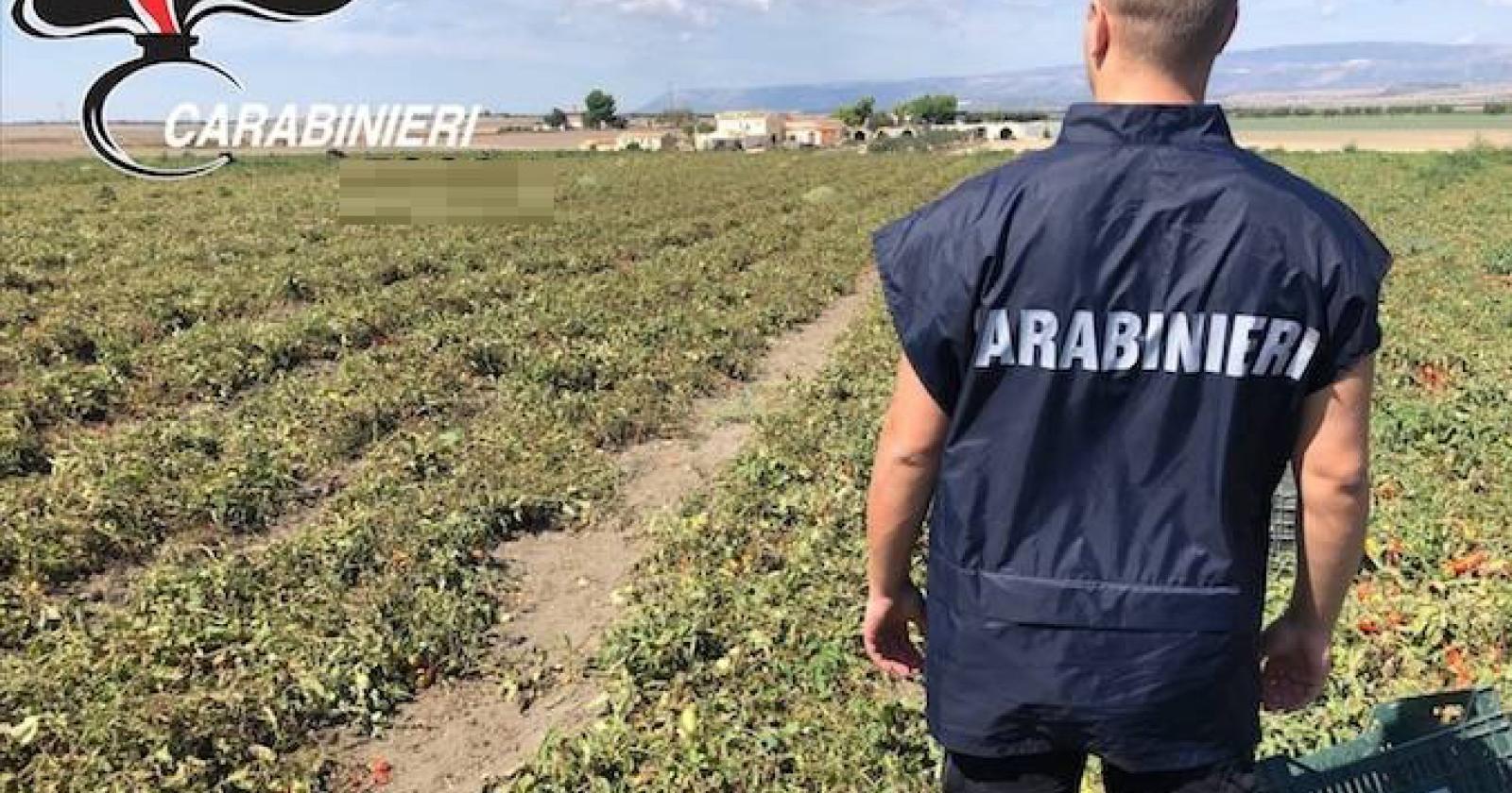 Mistero a Sossano: bracciante liberiano scompare e viene ritrovato morto in un campo di mais