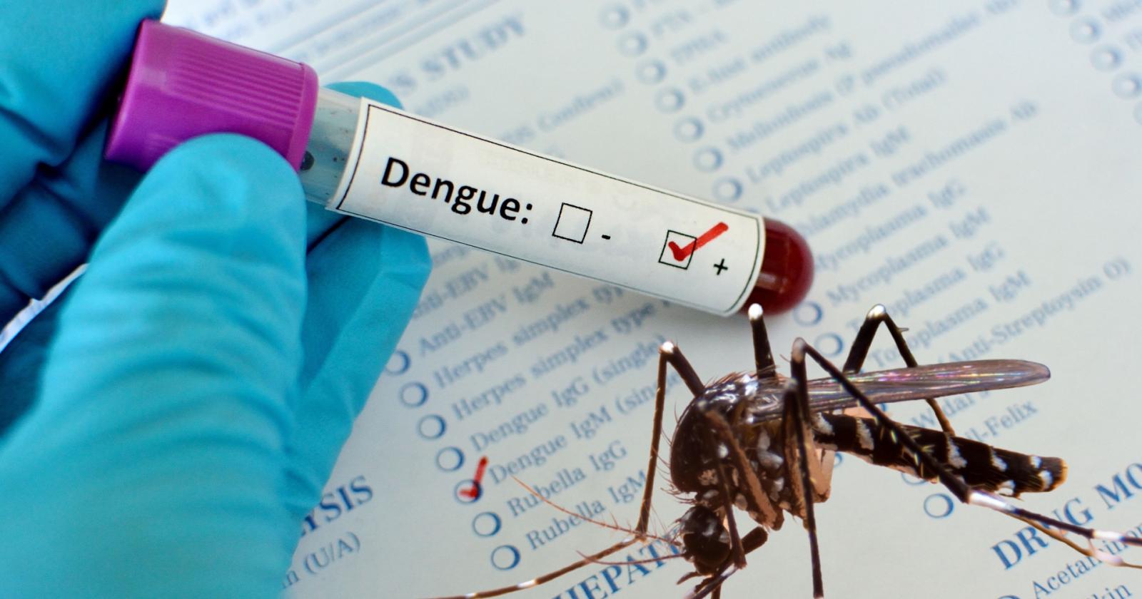 Dengue a Padova: scatta la disinfestazione straordinaria per il secondo caso confermato nel 2025