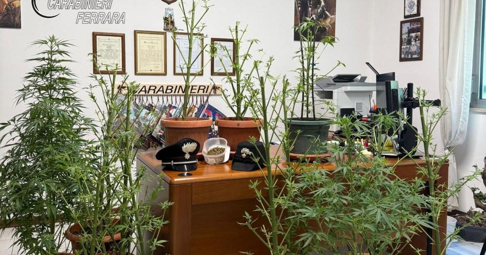 Lite tra vicini a Pontelagoscuro svela una serra di marijuana: arrestato un 59enne