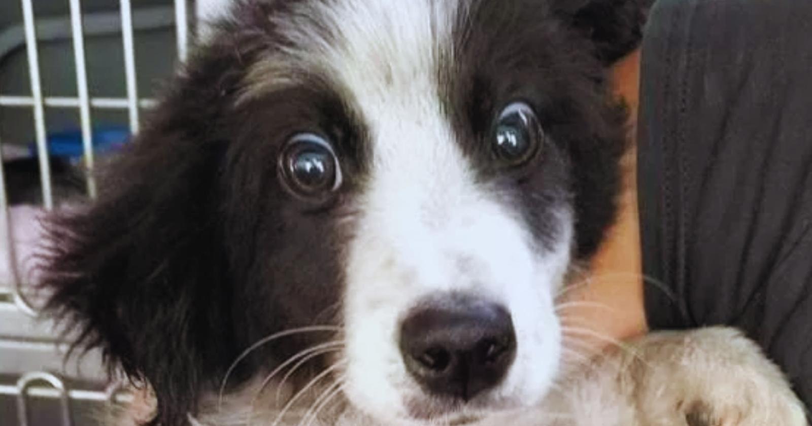 Un cucciolo in cerca di speranza: la storia di Stewie, il cane ipovedente abbandonato a Roma