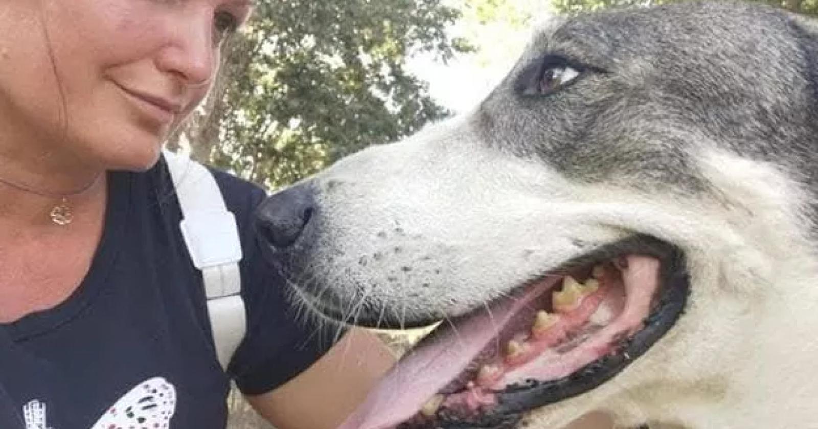 Hanno ucciso Asia, cane anti stalker