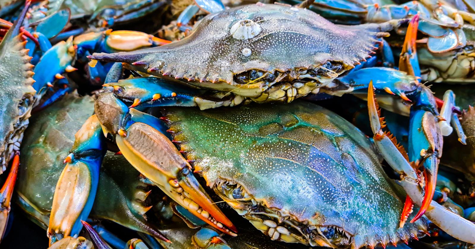 Ne hanno pescati 300 quintali in un giorno!!!