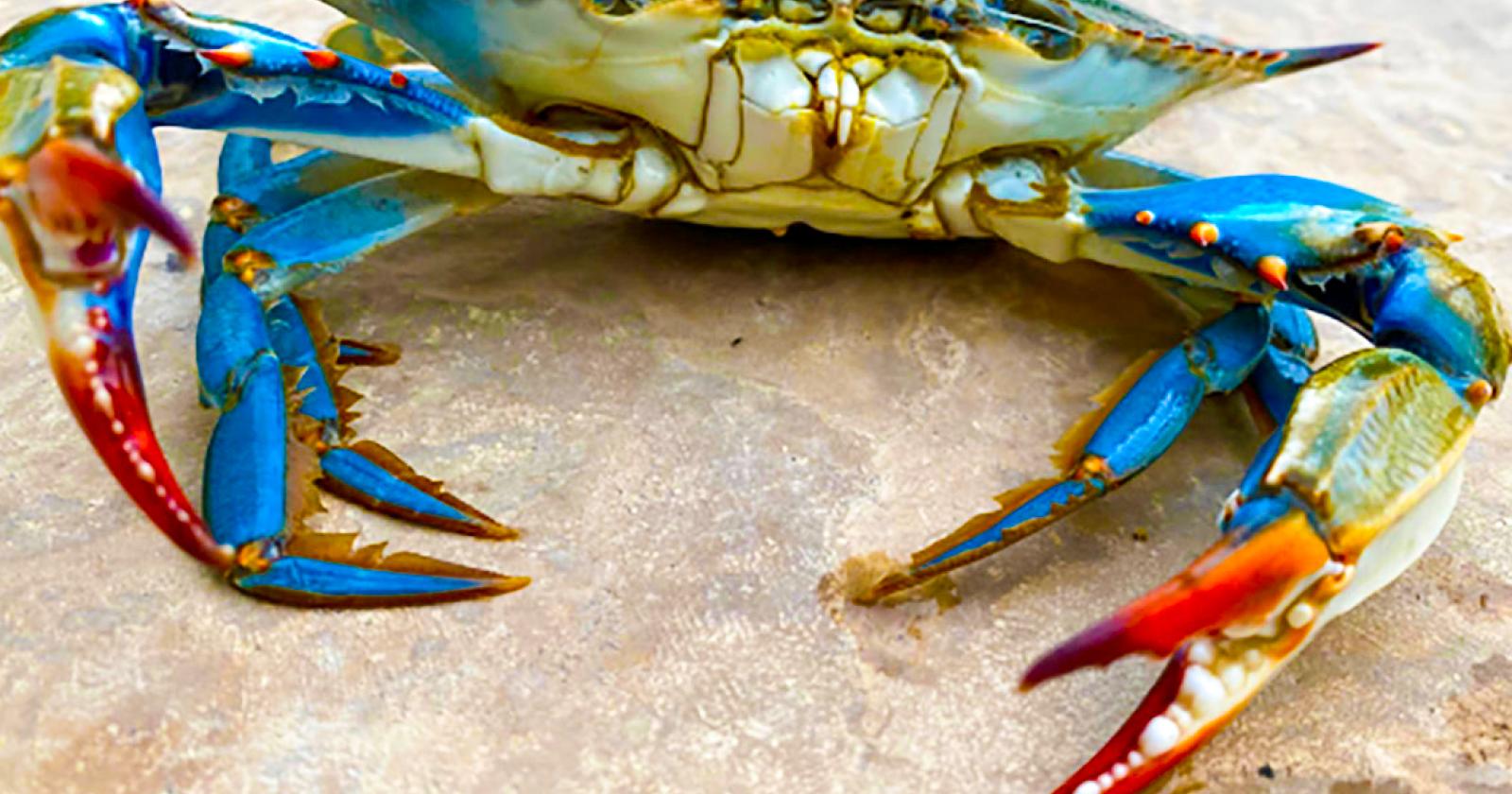 "E ora chiedono persino soldi ai pescatori"