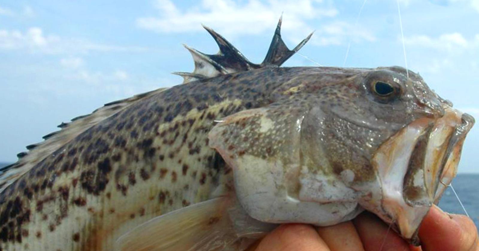 Allarme tracine al Lido di Jesolo: come affrontare le punture del piccolo pesce velenoso