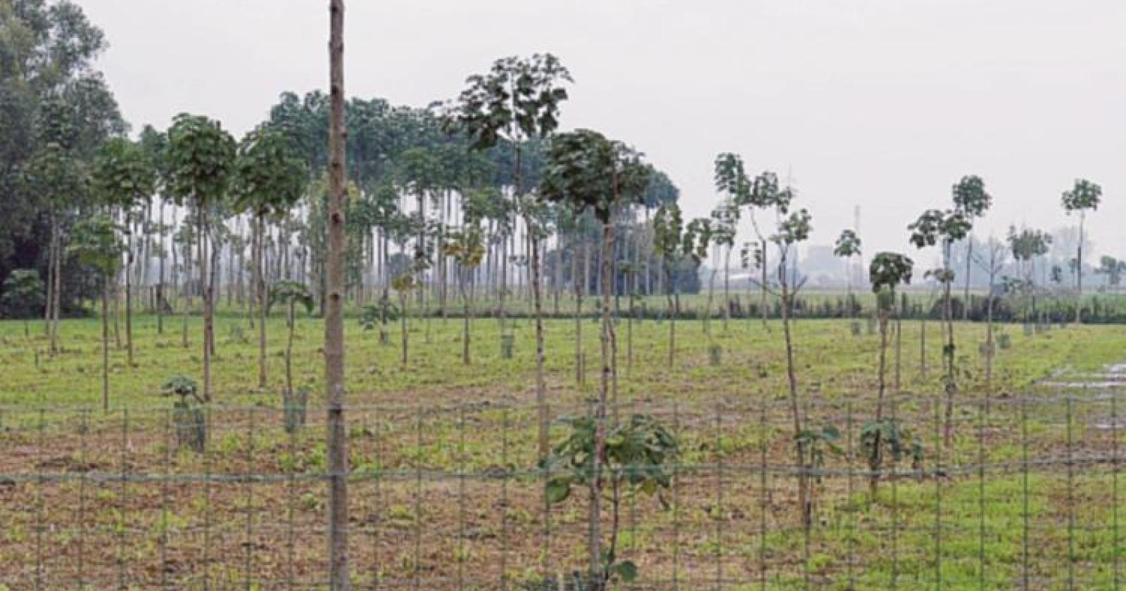 “Alberi in pianura”, sì del Comune