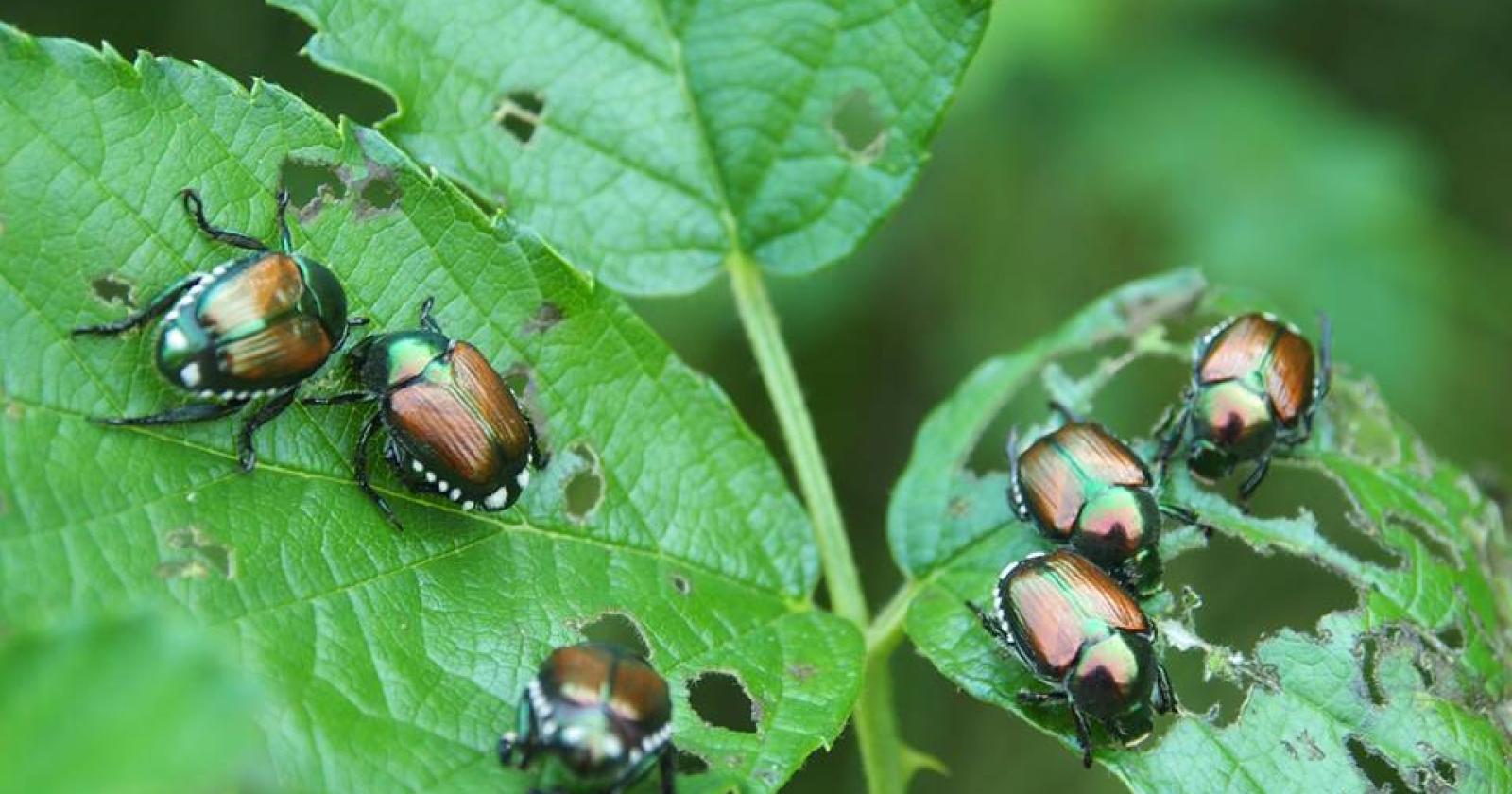 Allarme nel Veronese: il coleottero giapponese minaccia vigne e colture locali