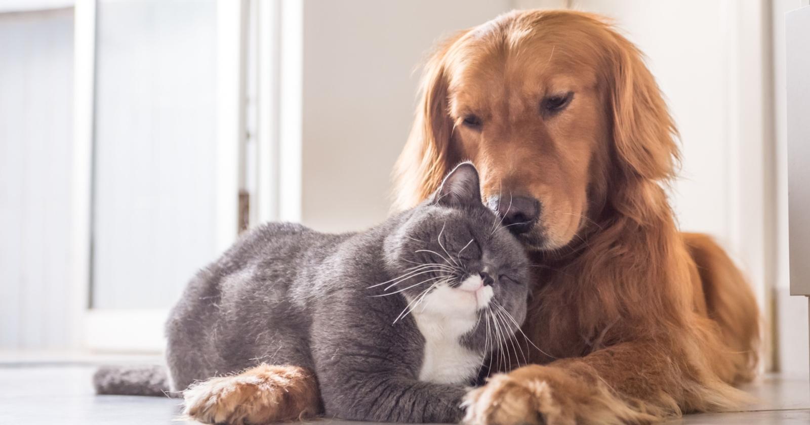 Cani e gatti: la scienza allunga la loro vita? Le nuove frontiere della longevità animale