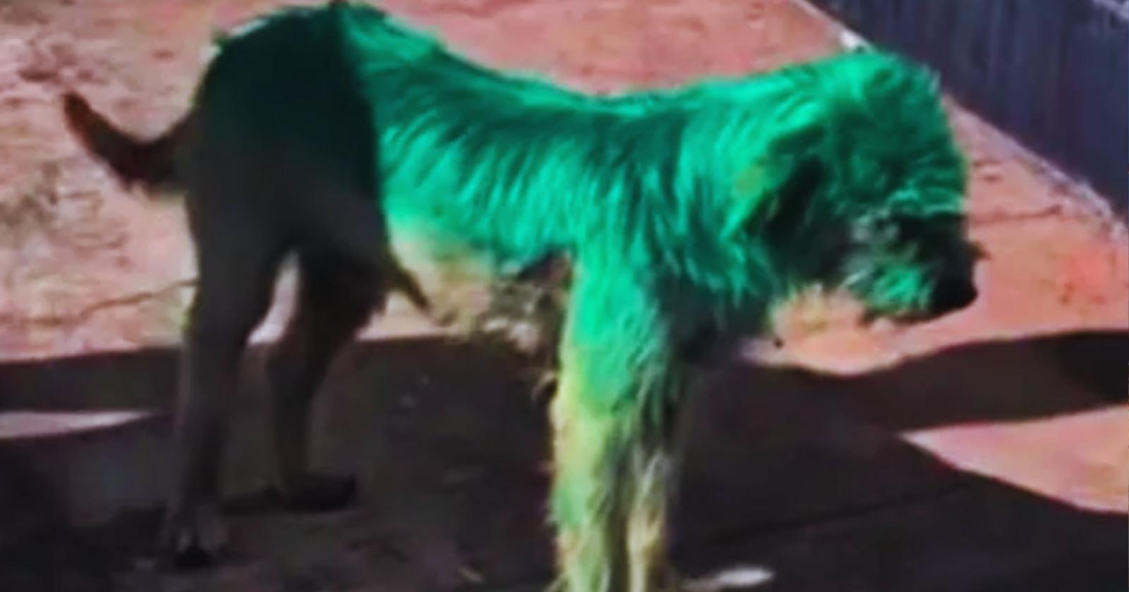 Un cane verde come Hulk: la storia di Zorro e la lotta contro la crudeltà sugli animali