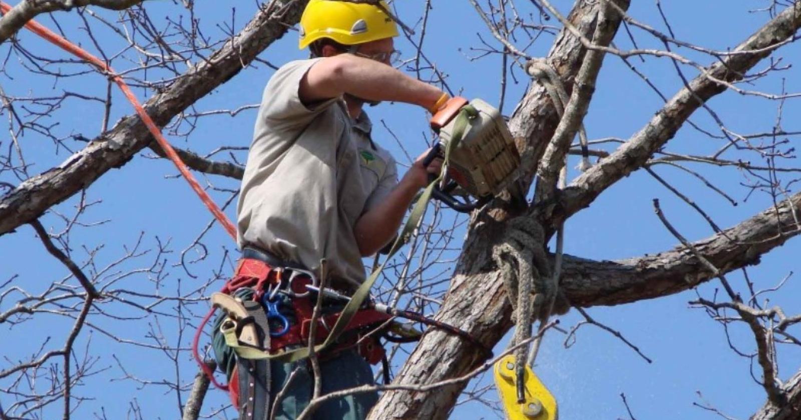 Potature e via un albero morto