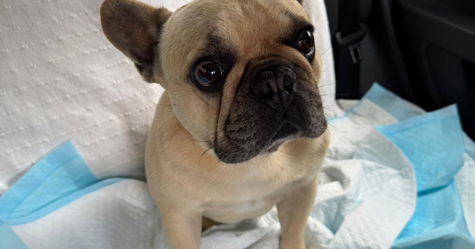 Trovato un cagnolino smarrito: è caccia al proprietario