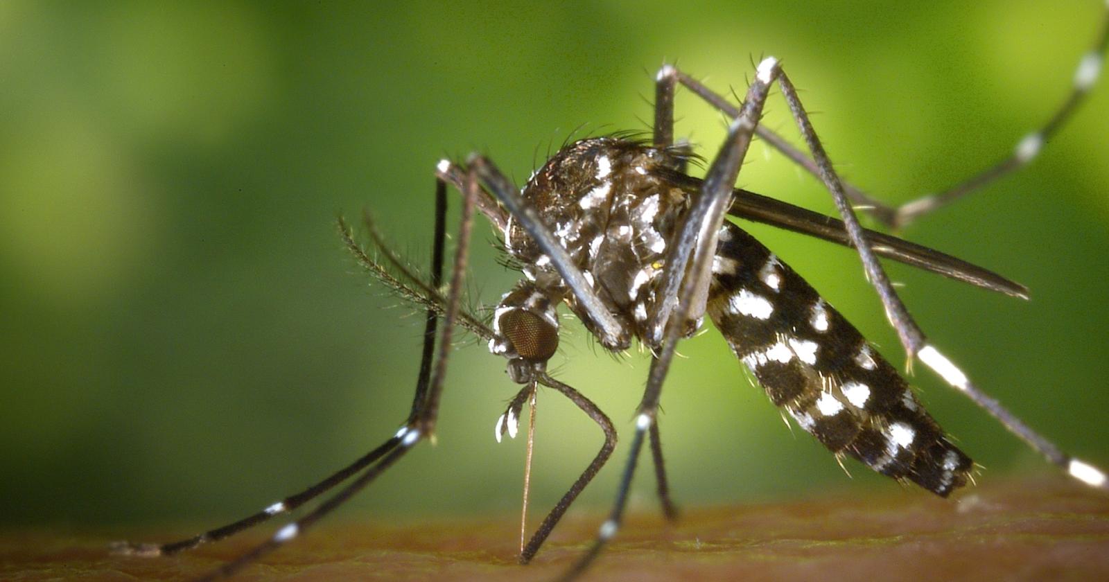 West Nile: un virus che preoccupa l'Italia, tra decessi e precauzioni