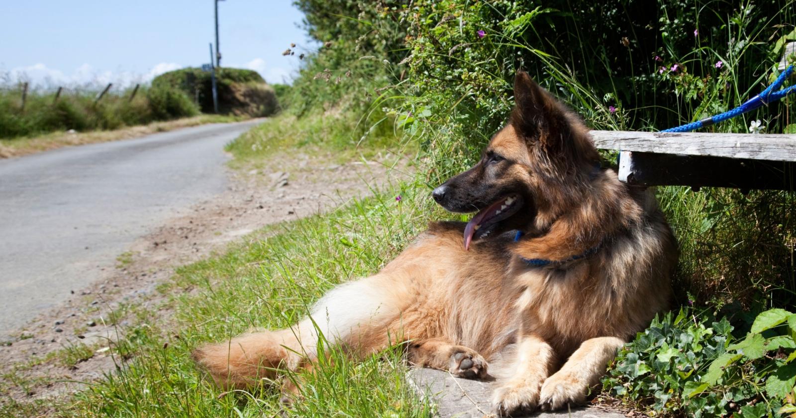 Estate di abbandoni: come aiutare gli animali in difficoltà