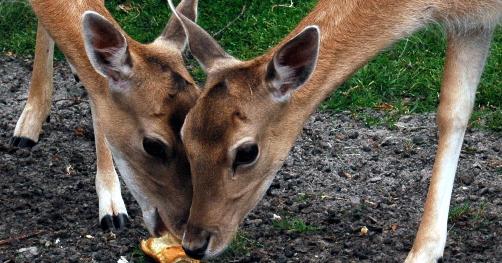 Quando l'amore per gli animali diventa un pericolo: il lato oscuro del nutrire la fauna selvatica