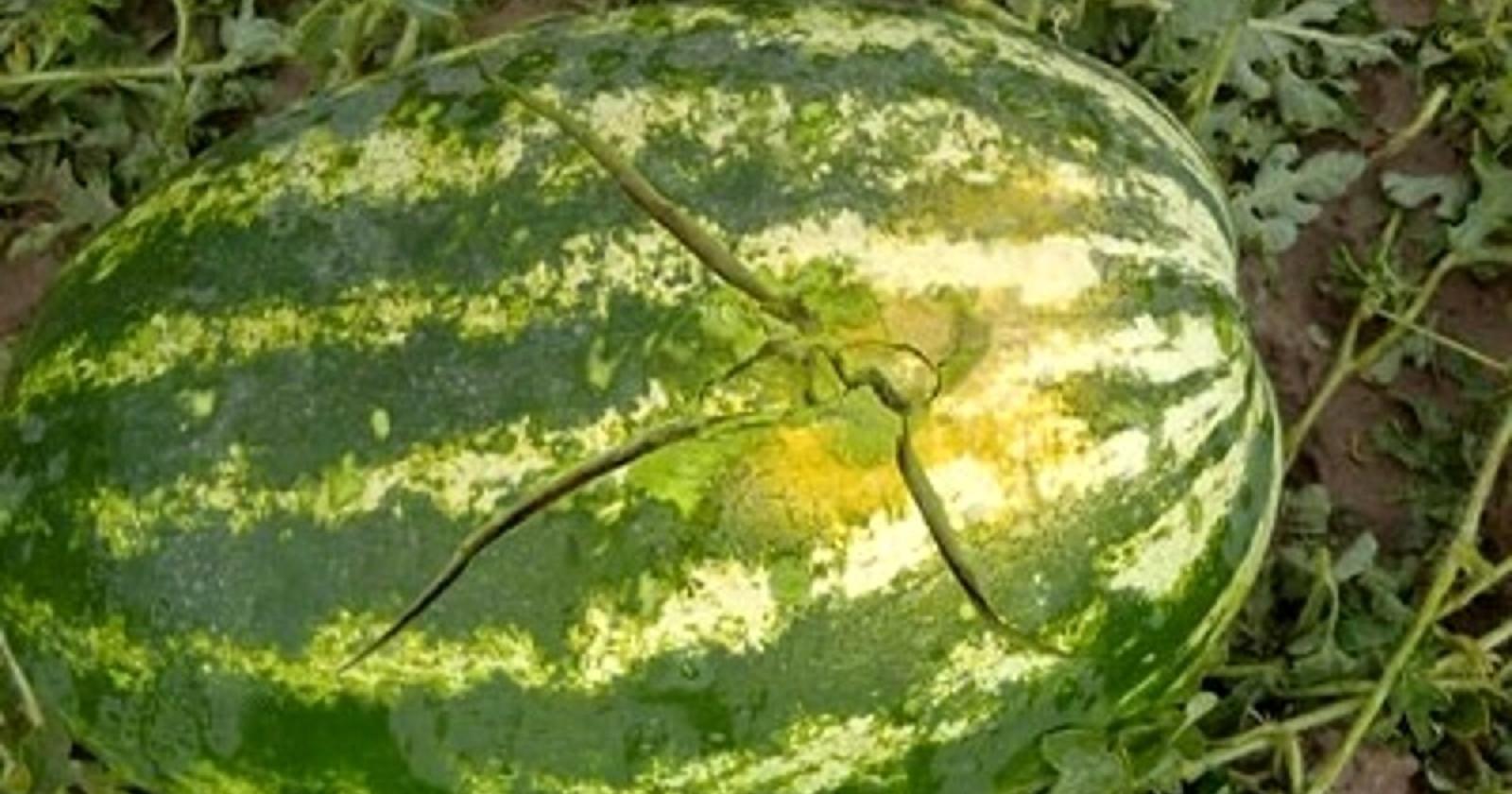 Vandali scatenati distruggono campo di angurie