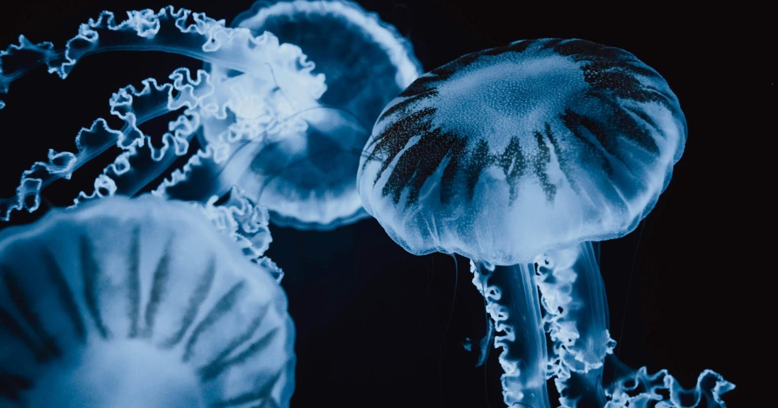 Cambiamento climatico: è invasione di meduse