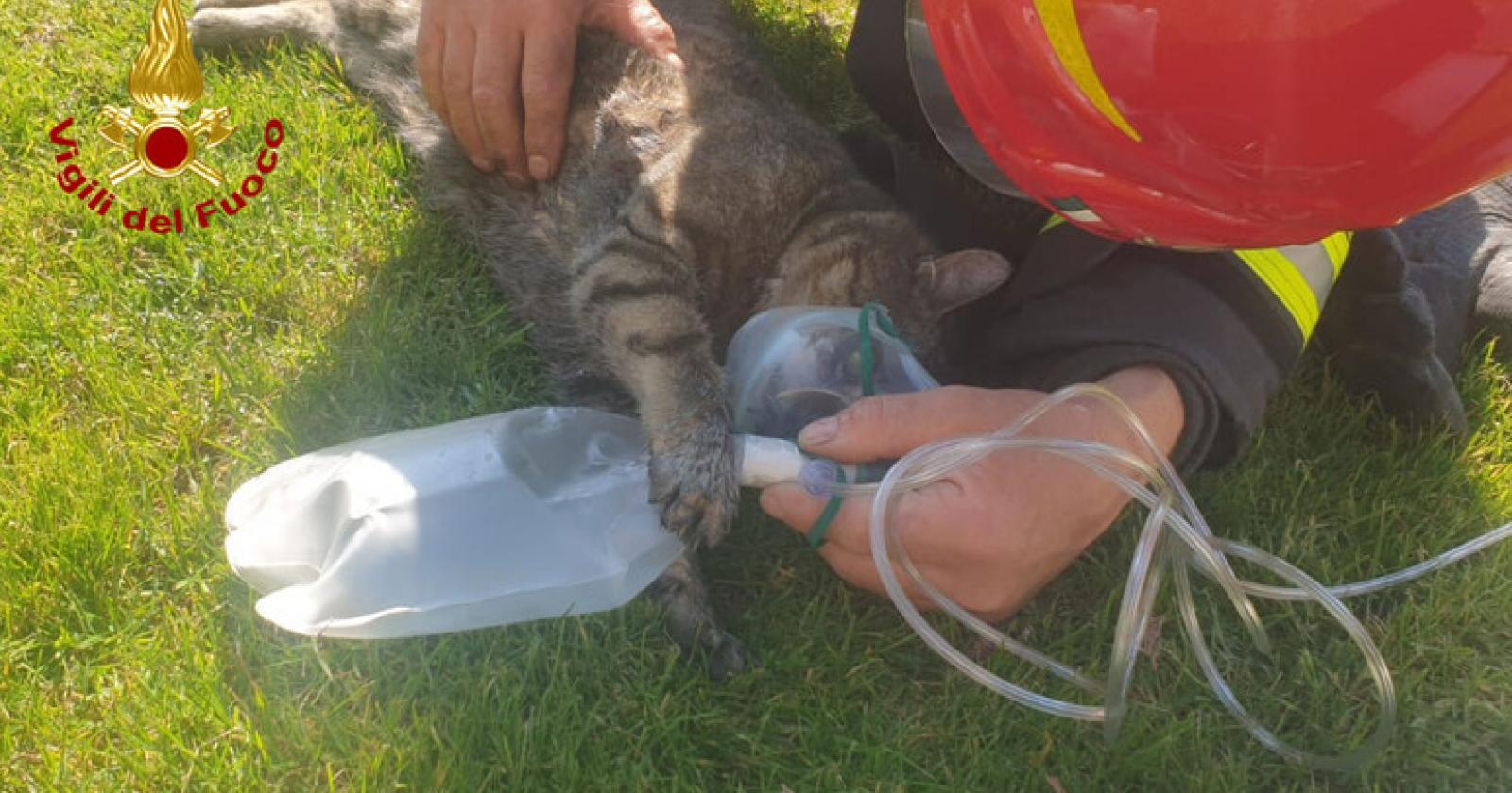 Paura e coraggio ad Abano Terme: anziana in terapia intensiva, gattino salvato dai pompieri