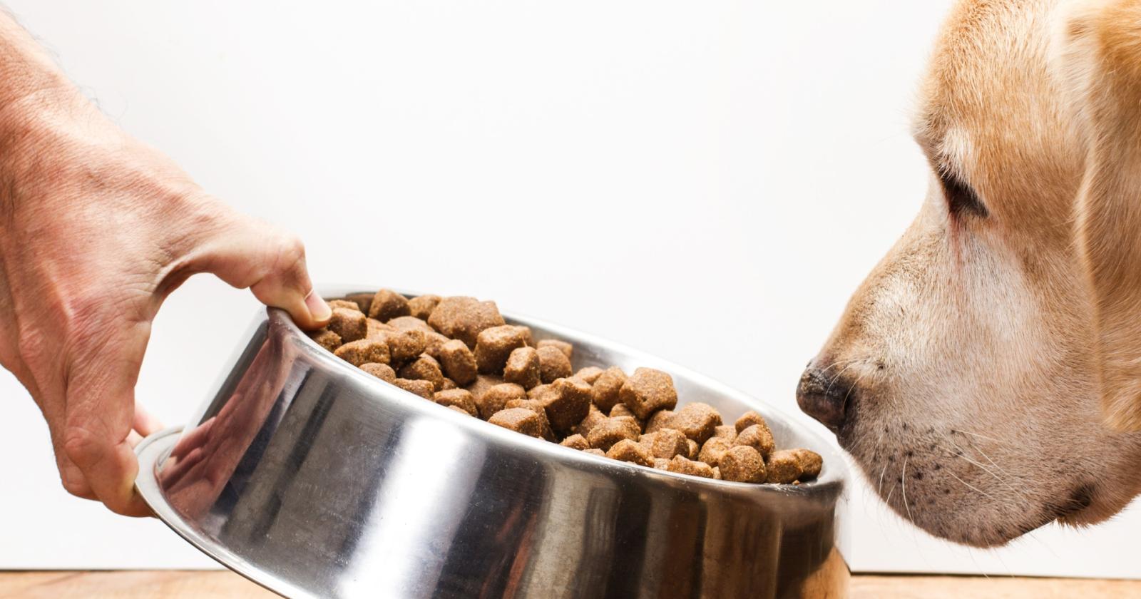 Oltre la ciotola: come il cibo modella la salute del cane