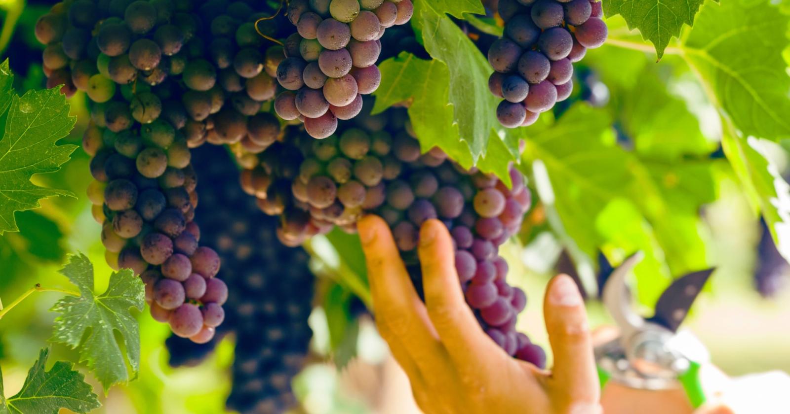 vendemmia 2025, il veneto vede rosa: 14 milioni di quintali e qualità da alta a ottima