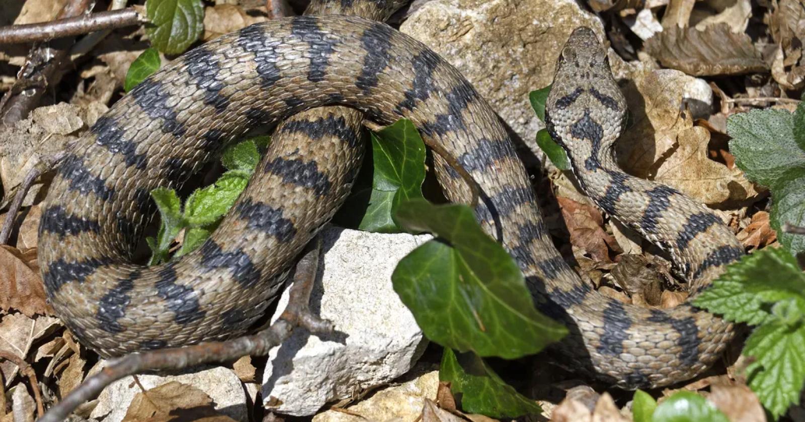 Vipera in spiaggia a Caorle, dodicenne salvo grazie a un medico in vacanza