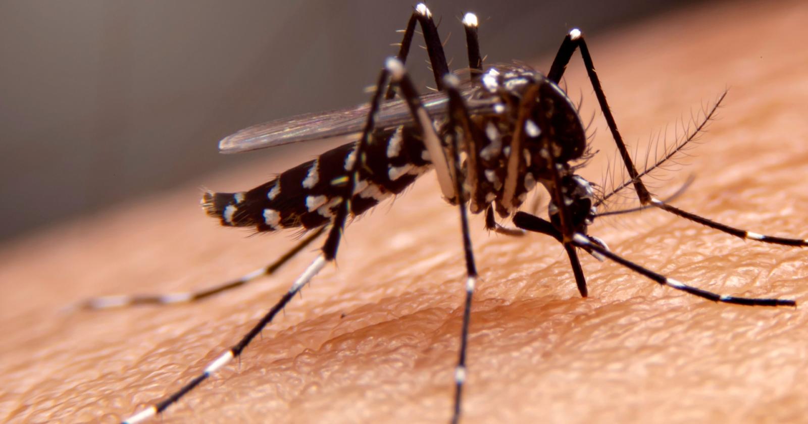 Chikungunya in Veneto, focolaio a Sant’Ambrogio di Valpolicella: 10 casi e piano rafforzato