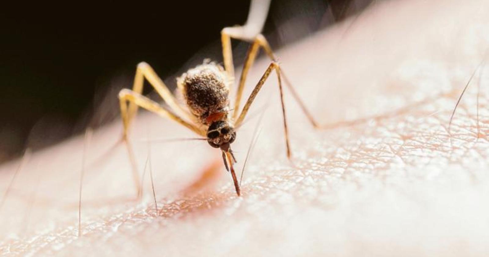 West Nile, morta anziana contagiata