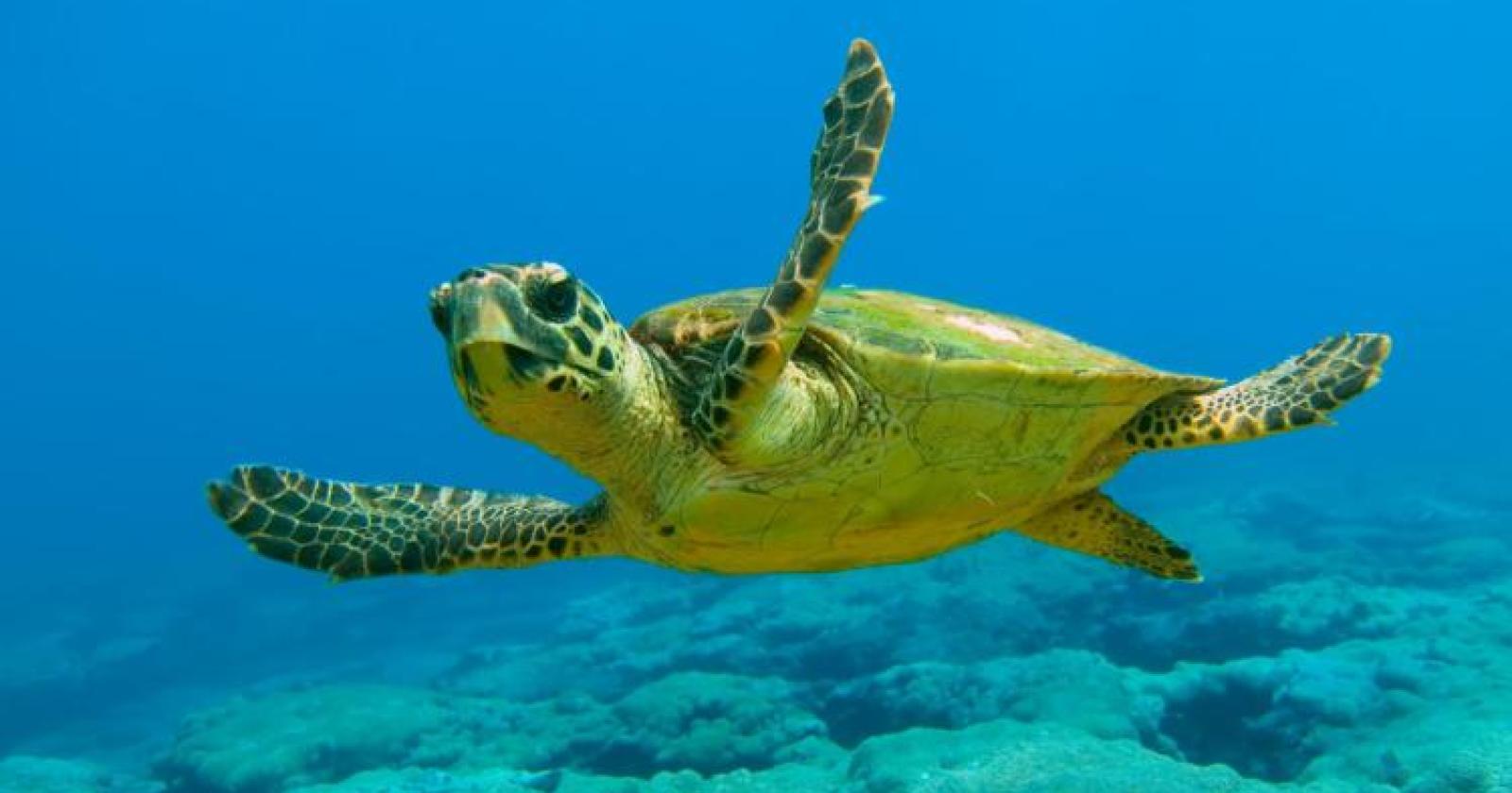 Due tartarughe caretta caretta tornano a casa: al Lido il rilascio di Elena e Serenity