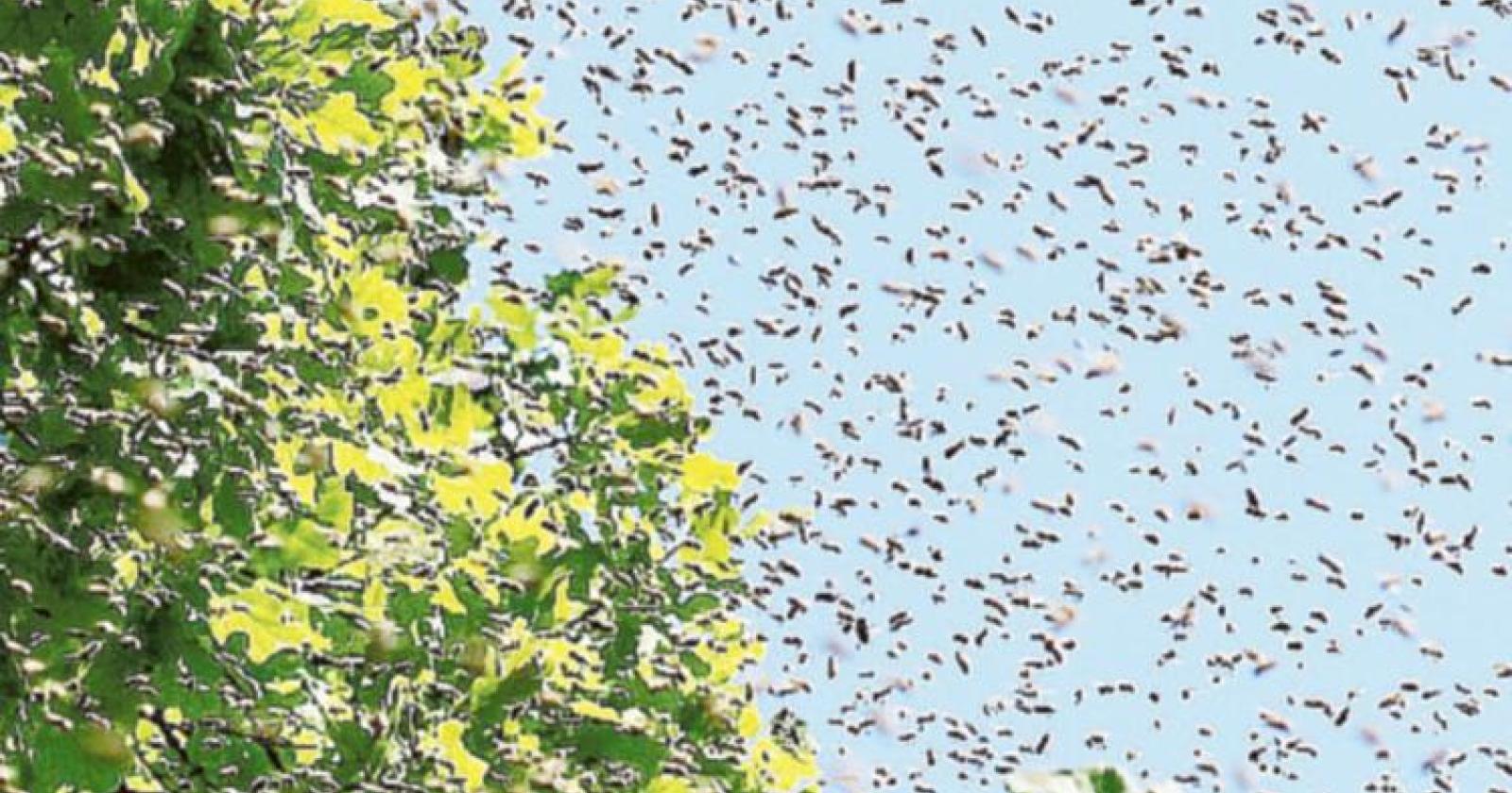 Disinfestazione contro le vespe