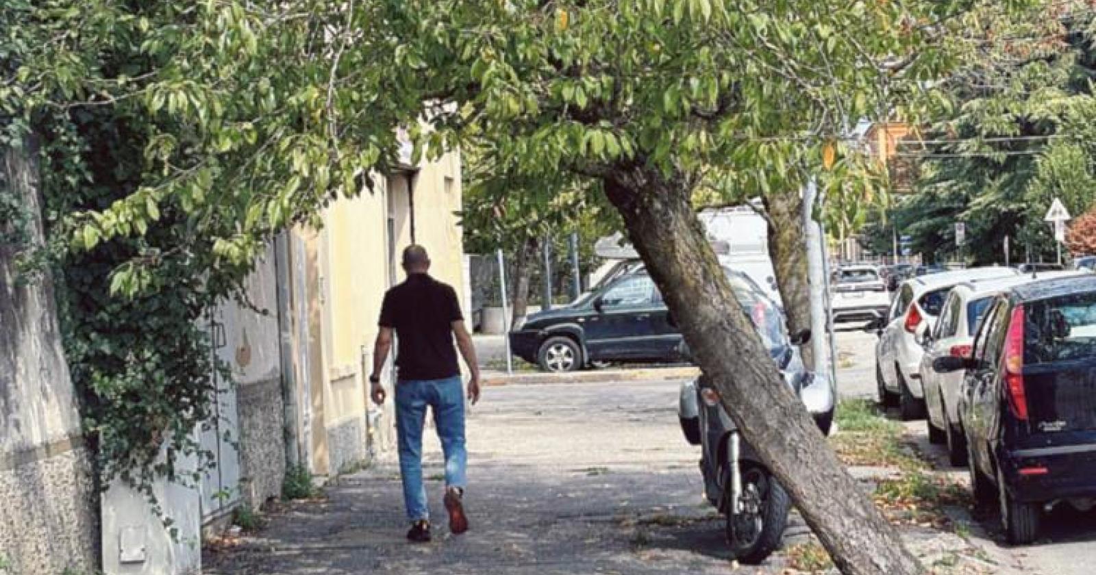 Gli alberi inclinati saranno abbattuti 