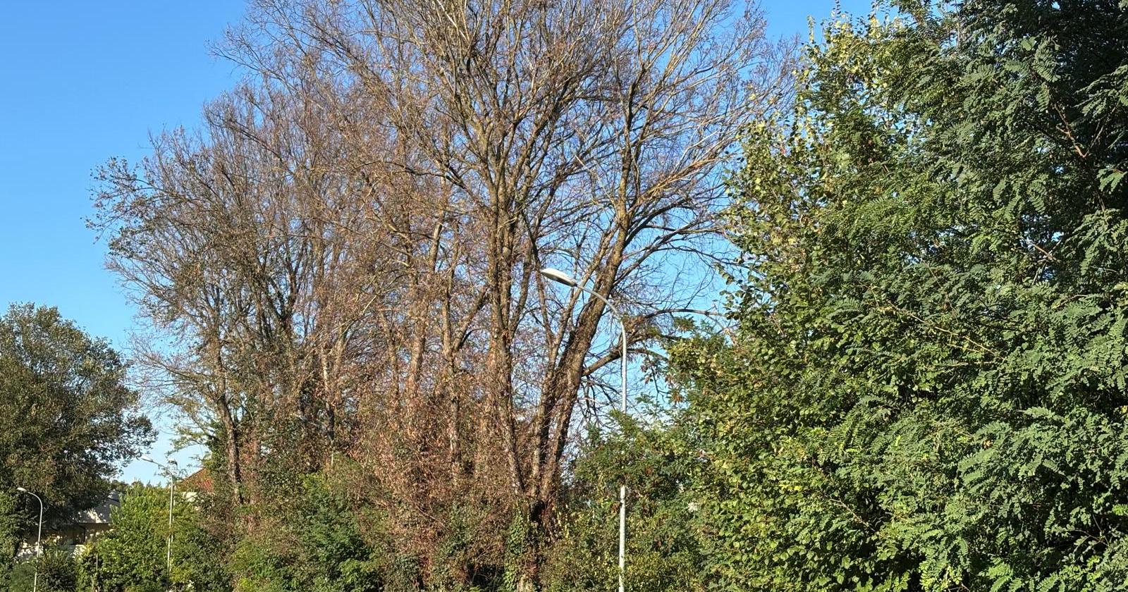 In via Gallani gli alberi moriranno