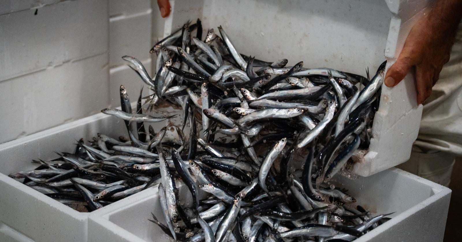 Veneta Pesca, da mezzo secolo la bussola del settore ittico