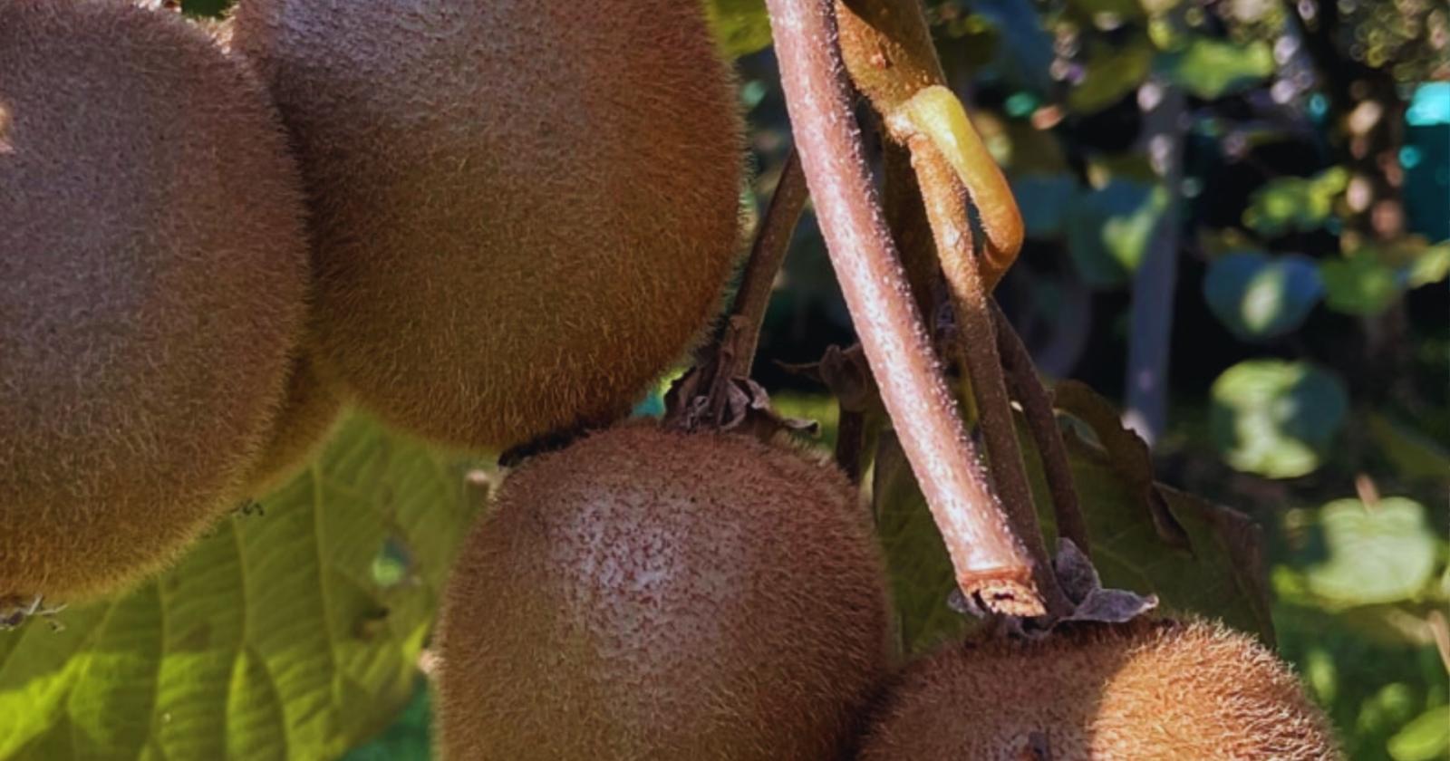 Salute? Il Kiwi è la soluzione