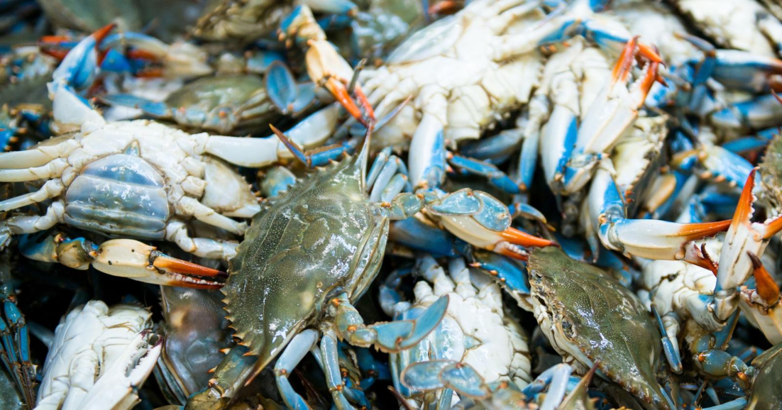 Pesca italiana sotto assedio