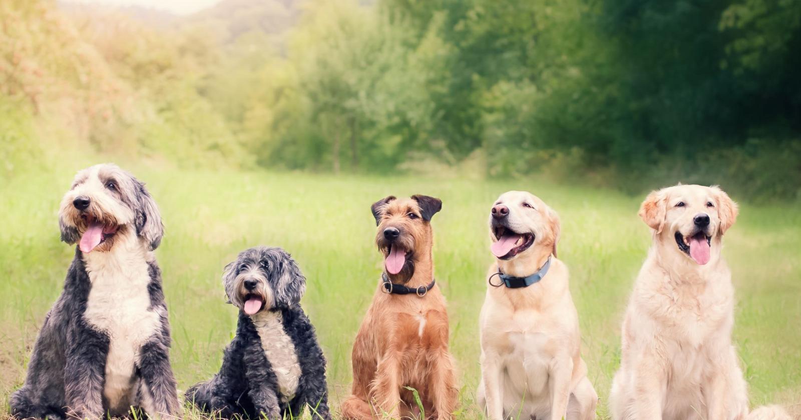 Ecco la routine di bellezza dei pet e le richieste più bizzarre