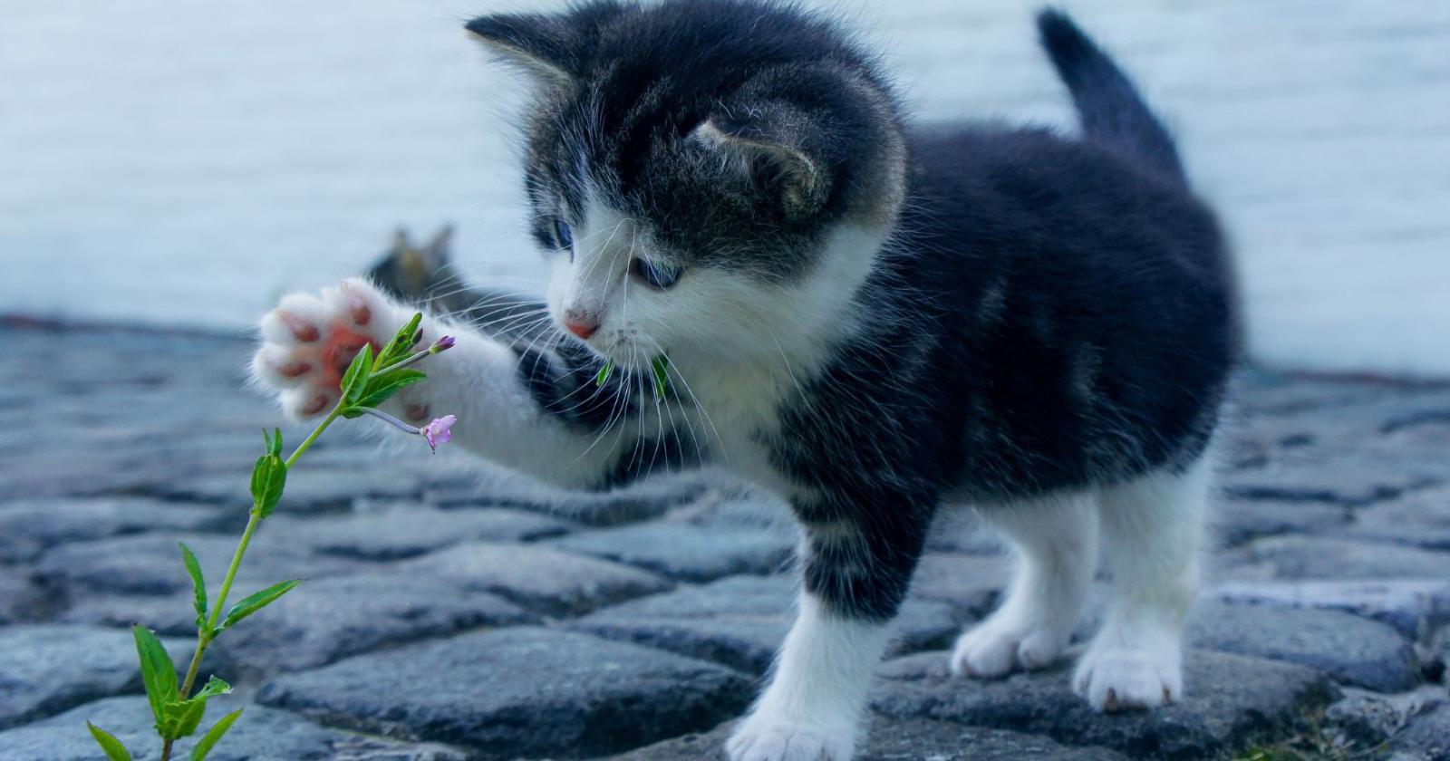 Convivere con un gatto