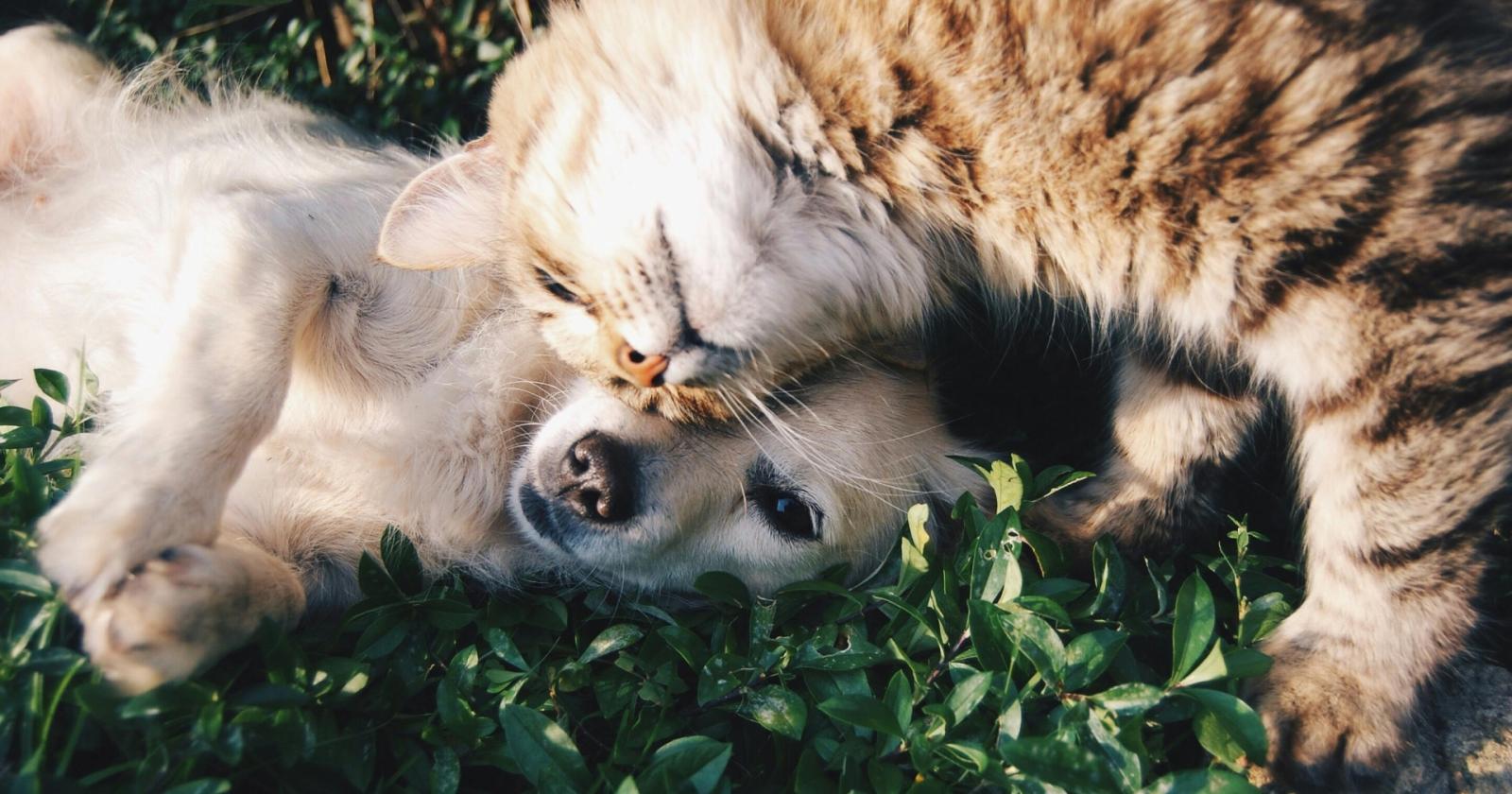 Cure gratis per cani e gatti