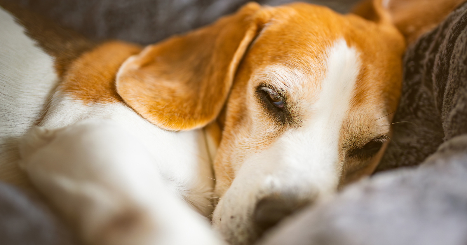 Tar ferma la sperimentazione sui beagles 
