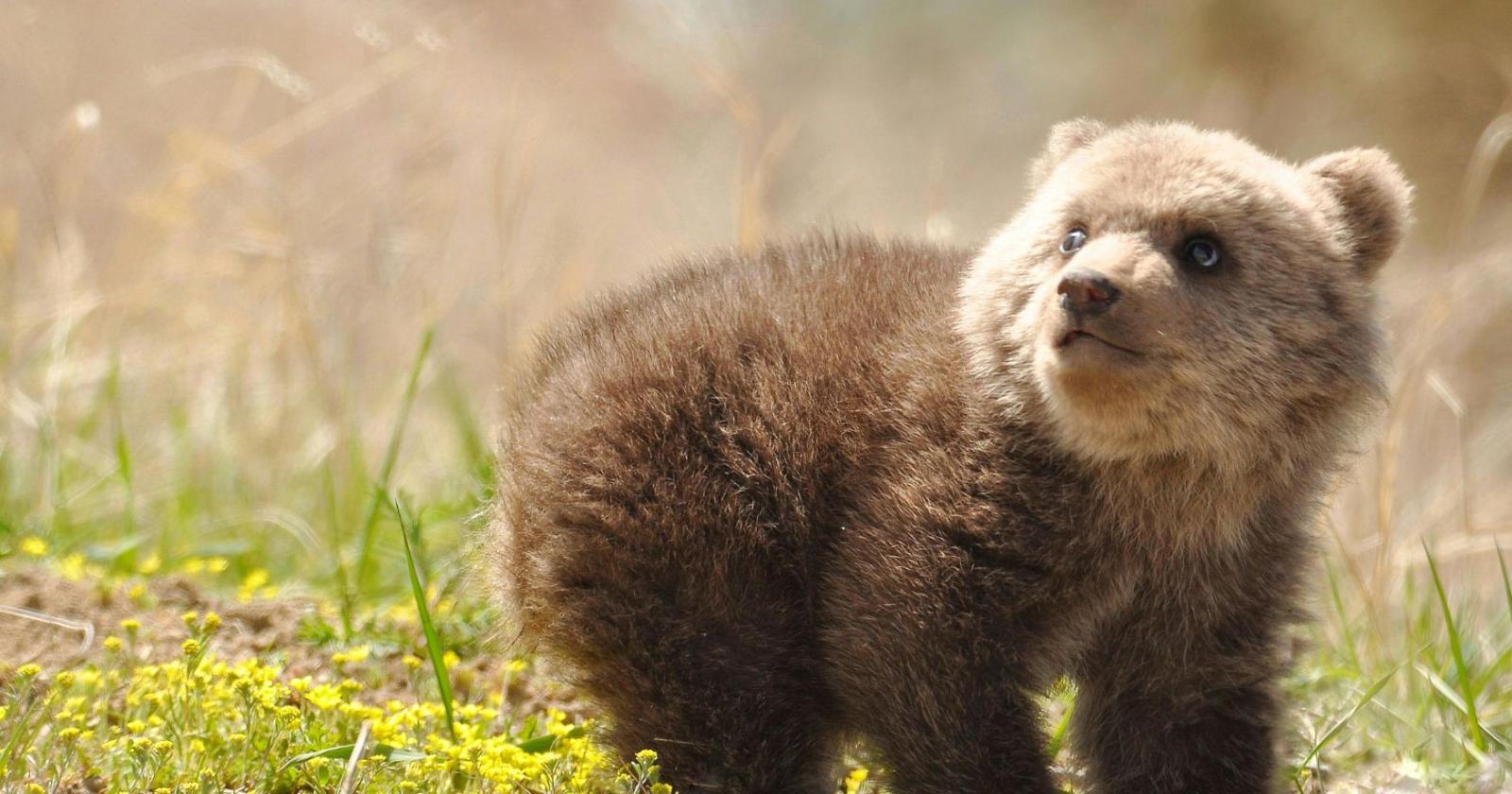 Pelle di orso nel parco giochi