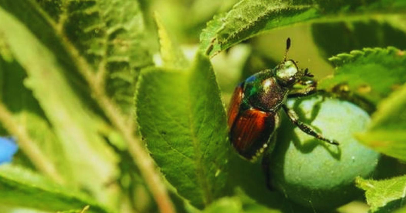 Arriva lo scarabeo giapponese