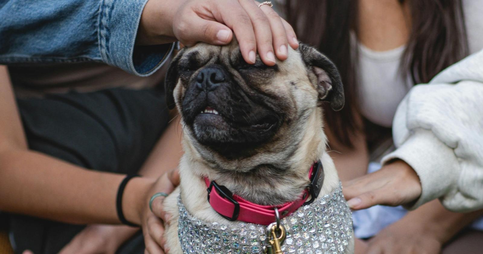 Cani ed estranei: farli socializzare